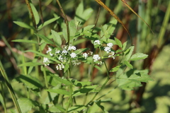 Oenantheae