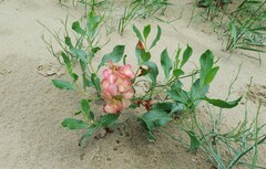 Rumex venosus
