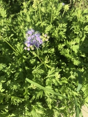 Conoclinium dissectum