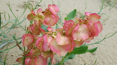 Rumex venosus