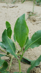 Rumex venosus
