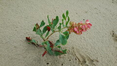 Rumex venosus