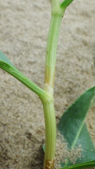 Rumex venosus
