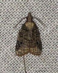 Platynota exasperatana