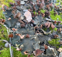 Peltigera