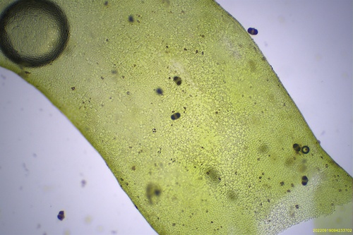 Ulva flexuosa