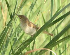 Acrocephalus agricola