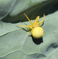 Zygometis xanthogaster