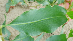 Rumex venosus