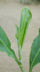 Rumex venosus