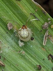 Theridiidae