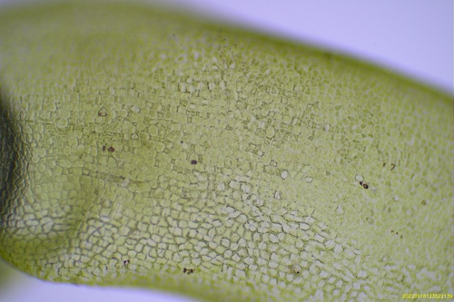 Ulva flexuosa