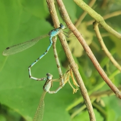 Indolestes peregrinus