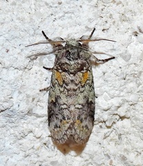 Litodonta hydromeli