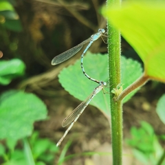 Indolestes peregrinus