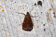 Pyraustini