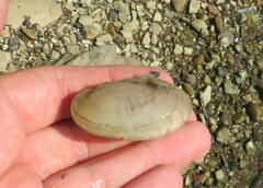 Potamilus fragilis