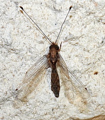 Ululodes macleayanus