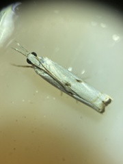 Microcrambus biguttellus
