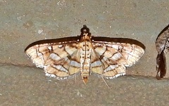 Hileithia magualis