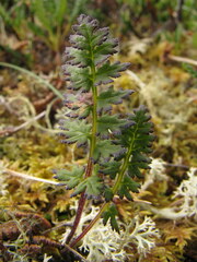 Pedicularis capitata