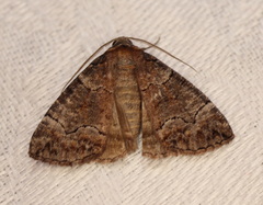 Dysbatus singularis