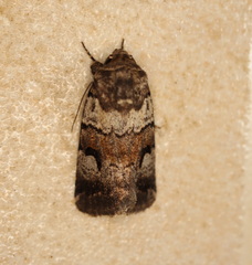 Thoracolopha flexirena