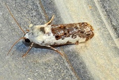 Ponometia phecolisca