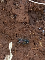 Coenoptychus pulcher