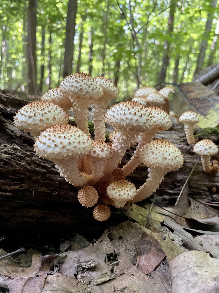 Sharp-scaly Pholiota