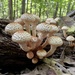 Sharp-scaly Pholiota - Photo (c) slothpower, some rights reserved (CC BY-NC), uploaded by slothpower