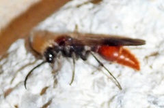 Sphaeropthalma imperialis