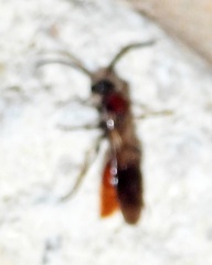 Sphaeropthalma imperialis