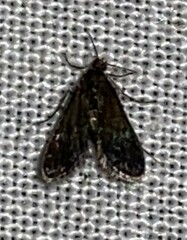 Elophila tinealis