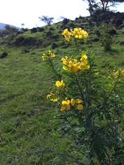 Senna auriculata