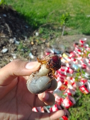 Strategus aloeus