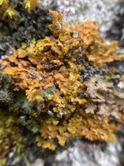 Xanthomendoza fallax