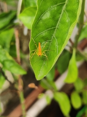 Oxyopes shweta
