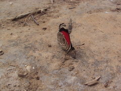 Diaethria candrena
