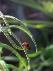 Ceratobasis koenigii