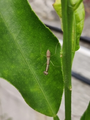 Odontomantis planiceps