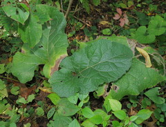 Arctium