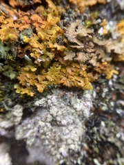 Xanthomendoza fallax