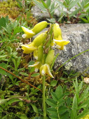 Astragalus umbellatus