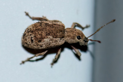 Pseudoedophrys hilleri
