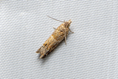 Crocidosema plebejana