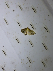 Herpetogramma thestealis