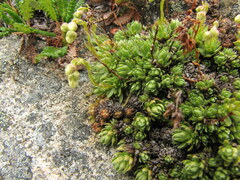 Saxifraga