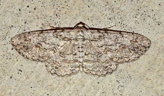 Iridopsis defectaria