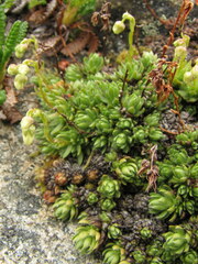 Saxifraga